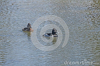 A Ring Necked Duck in a Wetland Lake Stock Photo