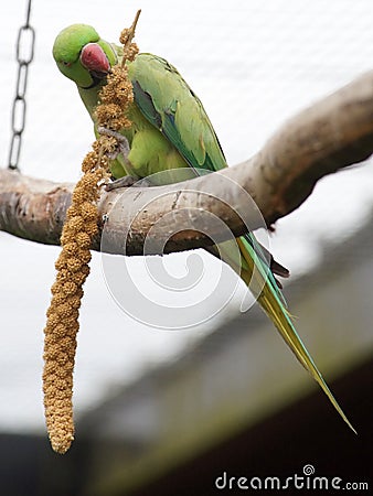 Ring necked parakeet eating millet on a perch Stock Photo
