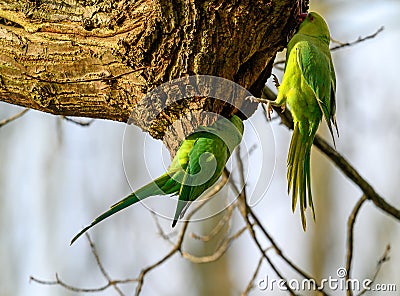 Ring-necked parakeets in Kelsey Park, Beckenham, Kent Stock Photo