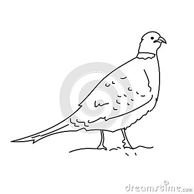 Ring-necked pheasant bird illustration vector Vector Illustration