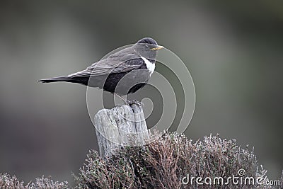 Ring ouzel, Turdus torquatus Stock Photo