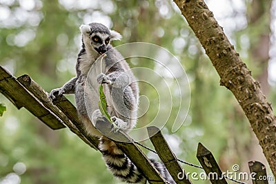 Ring-tailed lemur eats a sprig Stock Photo