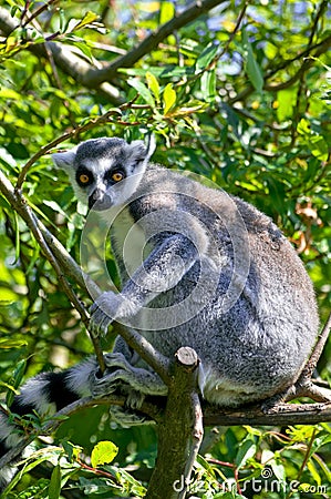 Ring tail lemur Stock Photo