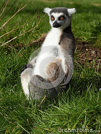 Ring tail lemur Stock Photo