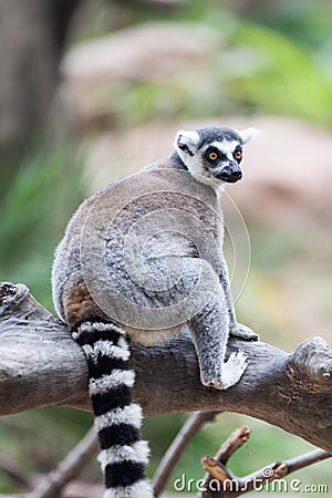 Ring Tail Lemur Stock Photo