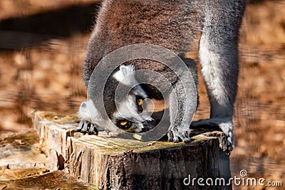 Ring tail Lemur - part of the prosimian family Stock Photo