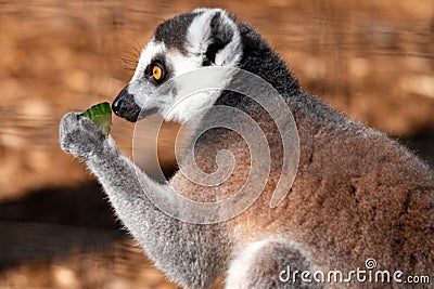 Ring tail Lemur - part of the prosimian family Stock Photo