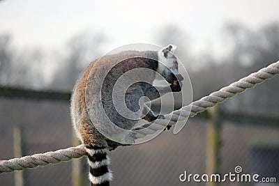 Ring tail lemur sitting on some rope Stock Photo