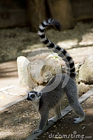 The ring tail lemur is walking Stock Photo