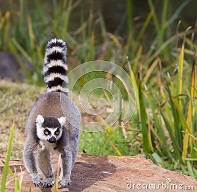 Ring Tail Lemur Stock Photo