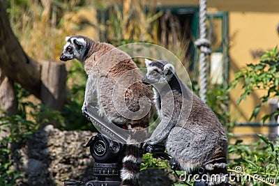 Ring Tail Limas sitting on a camera tripod Stock Photo