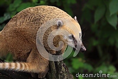 Ring-tailed coati Stock Photo