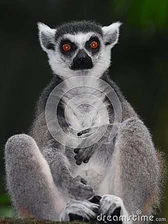 Ring-tailed Lemur Stock Photo