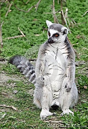 Ring tailed lemur Stock Photo