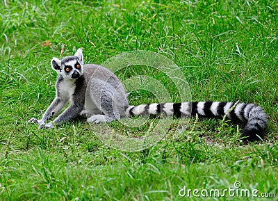 Ring Tailed Lemur Stock Photo