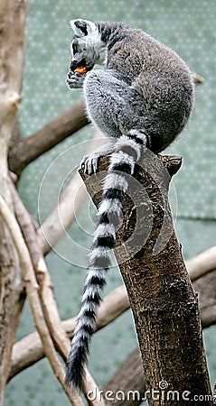 Ring-tailed lemur 5 Stock Photo