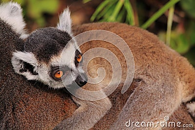 Ring tailed lemur baby Stock Photo