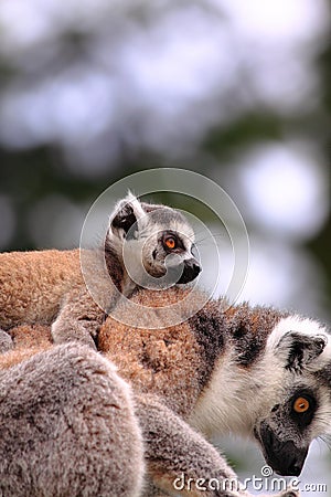 Ring tailed lemur baby Stock Photo