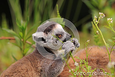 Ring tailed lemur baby Stock Photo