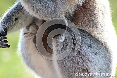 Ring tailed lemur baby Stock Photo