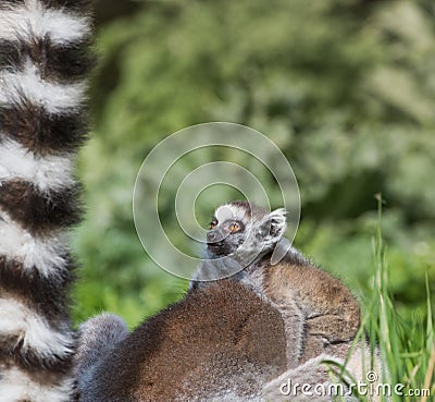 Ring-tailed lemur baby and mother Stock Photo