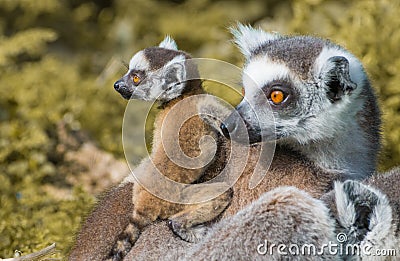 Ring-tailed lemur baby and mother Stock Photo