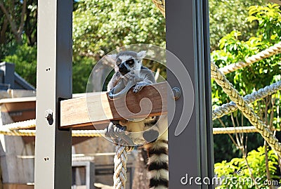 Ring-tailed lemur bachelor showing skepticism on a sunny day Stock Photo