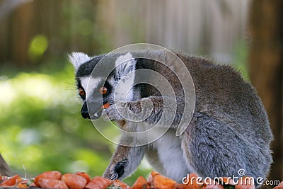 ring-tailed lemur (Lemur catta) having food, is a large strepsirrhine primate Stock Photo