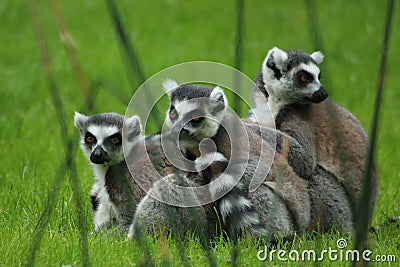 Ring-tailed lemur Stock Photo