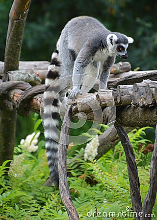 The ring-tailed lemur Lemur catta is a large strepsirrhine primate Stock Photo