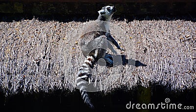 The ring-tailed lemur Lemur catta is a large strepsirrhine primate Stock Photo