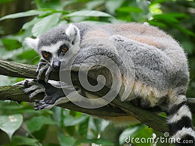 Ring tailed lemur Lemur catta is a large strepsirrhine primate Stock Photo