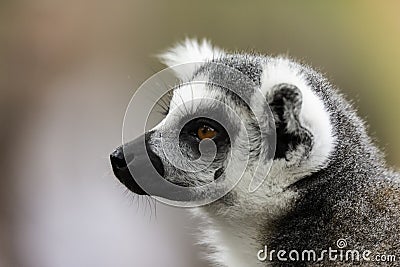 The ring-tailed lemur Lemur catta portret Stock Photo