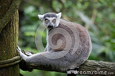 Ring tailed lemur, lemur catta, sitting on the tree taking a rest and wathing with interest. Stock Photo