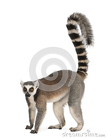 Ring-tailed lemur, Lemur catta, 7 years old Stock Photo
