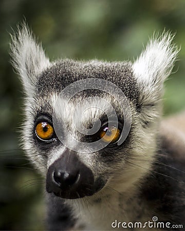 Ring Tailed Lemur Stock Photo