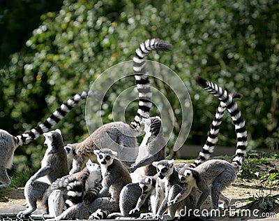 Ring-tailed Lemur family Stock Photo