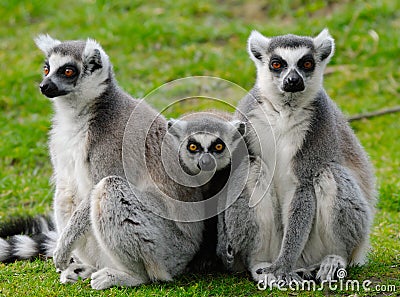Ring-tailed lemur family Stock Photo