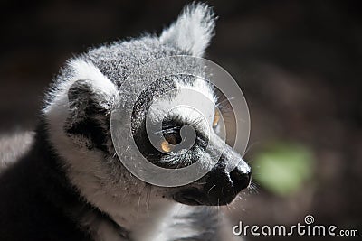 Ring-tailed lemur. Head cat lemur closeup. Maki lemur, Stock Photo