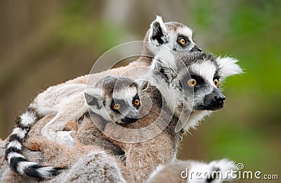 Ring-tailed lemur with her cute babies Stock Photo