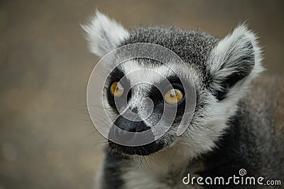 Ring Tailed Lemur Stock Photo