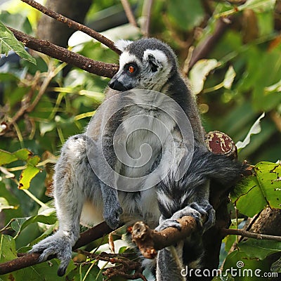 ring-tailed lemur is a large strepsirrhine primate, black and white ringed tail. It belongs to Lemuridae Stock Photo