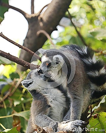 The ring tailed lemur is a large strepsirrhine primate, black and white ringed tail. It belongs to Lemuridae Stock Photo