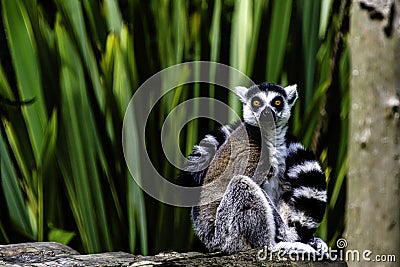 Ring-tailed lemur is a large strepsirrhine primate known as maky, maki or hira Stock Photo