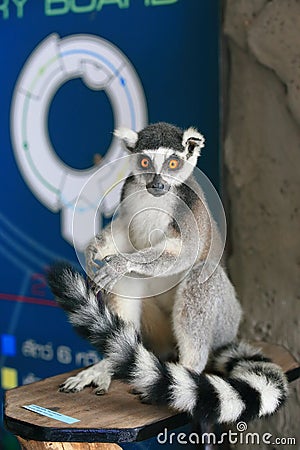 Ring-tailed lemur Editorial Stock Photo