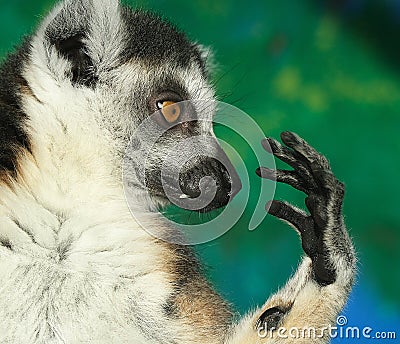 The ring-tailed lemur is a large strepsirrhine primate Stock Photo