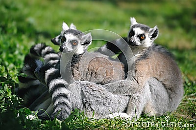 Ring-tailed Lemur (Lemur catta) Stock Photo