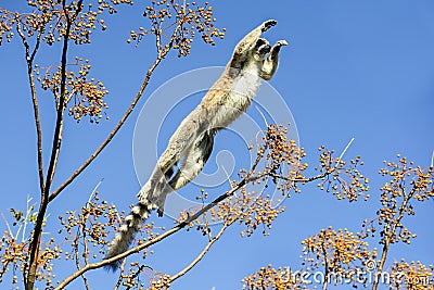 Ring-tailed lemur, lemur catta, anja Stock Photo