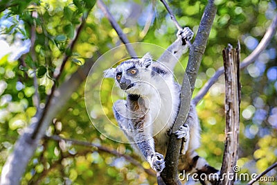 Ring-tailed lemur, lemur catta, anja Stock Photo