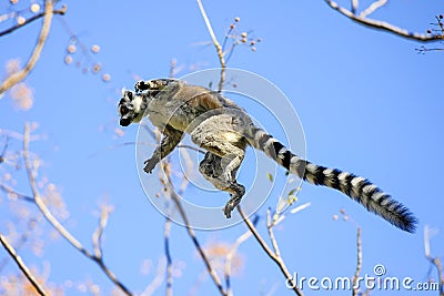 Ring-tailed lemur, lemur catta, anja Stock Photo